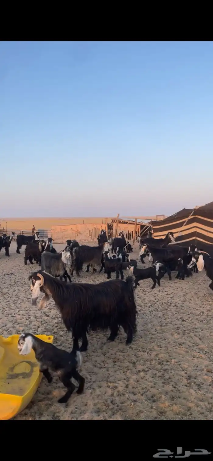 معزا عوارض مواليد رغايث بفحلها 17