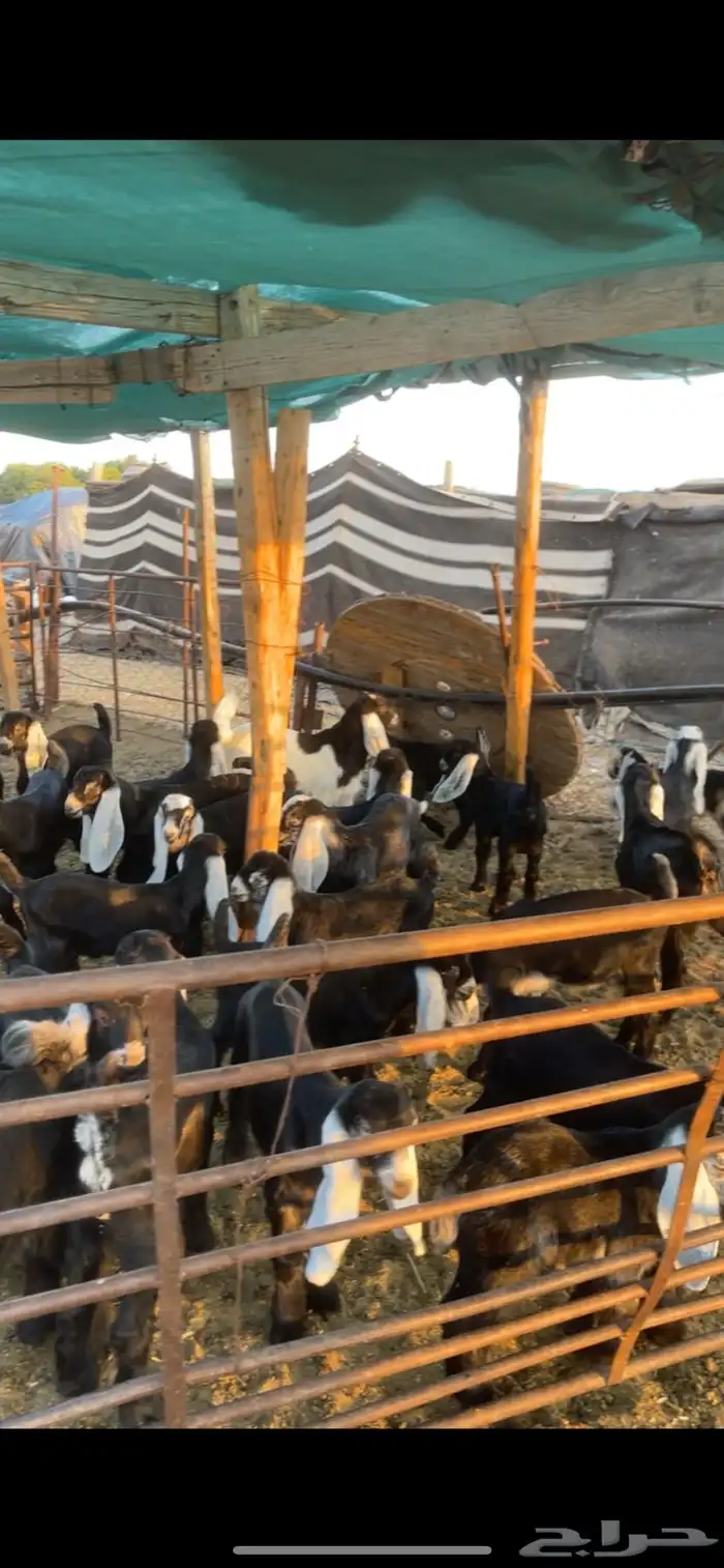 معزا عوارض مواليد رغايث بفحلها 22