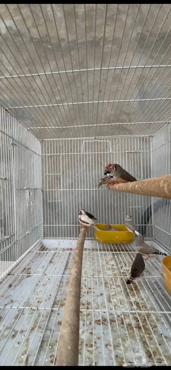 ماشاءالله 6 أجواز زيبرا حجم وسط 2