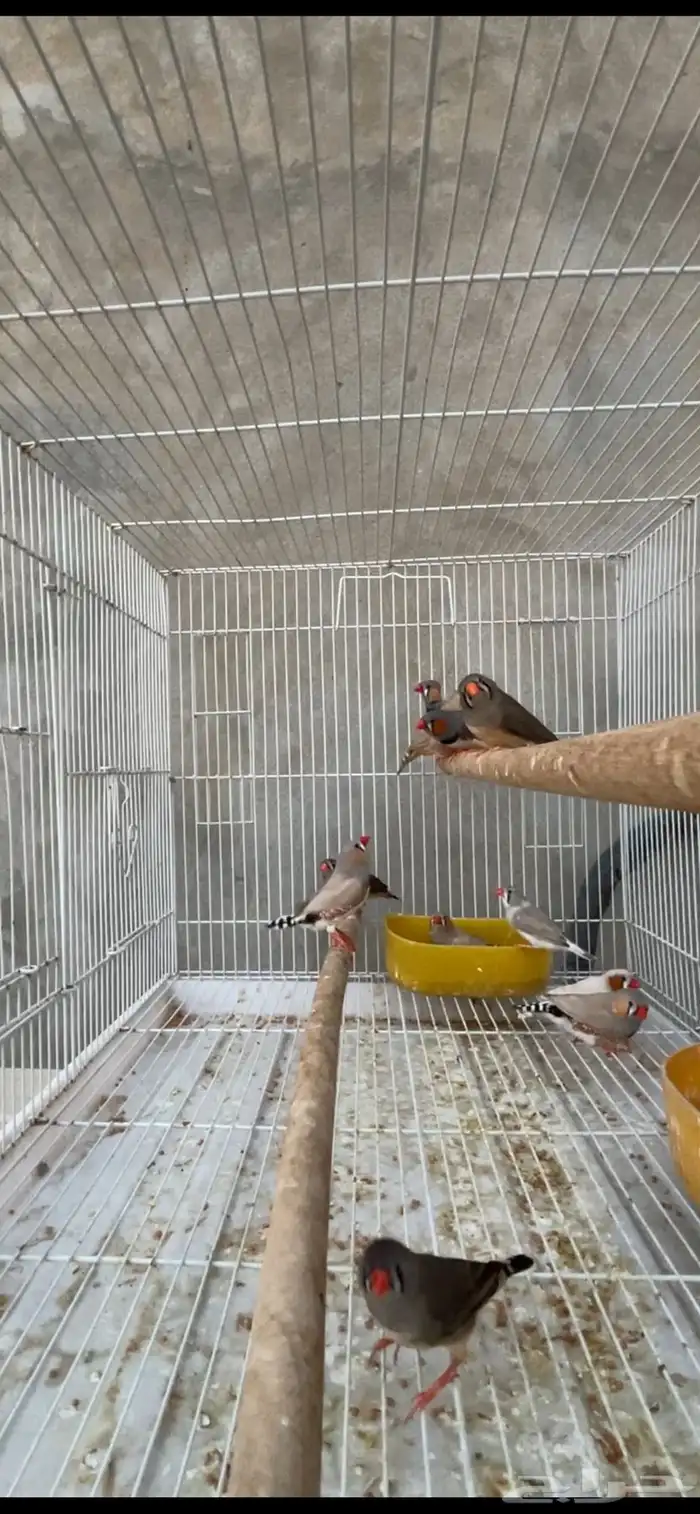 ماشاءالله 6 أجواز زيبرا حجم وسط 0