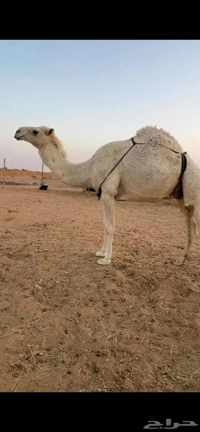 ناقه عشر ثنيه 0