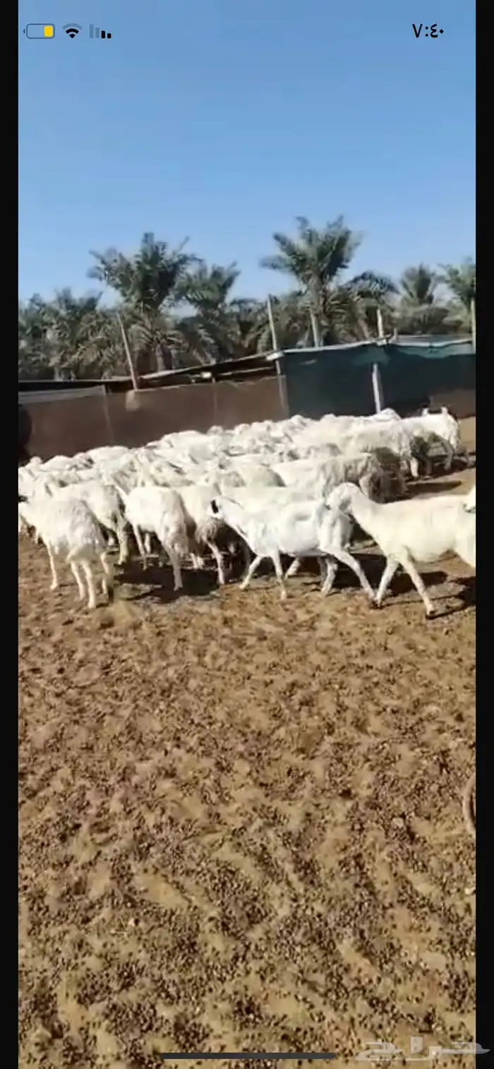 للبيع شياه العدد 67 0