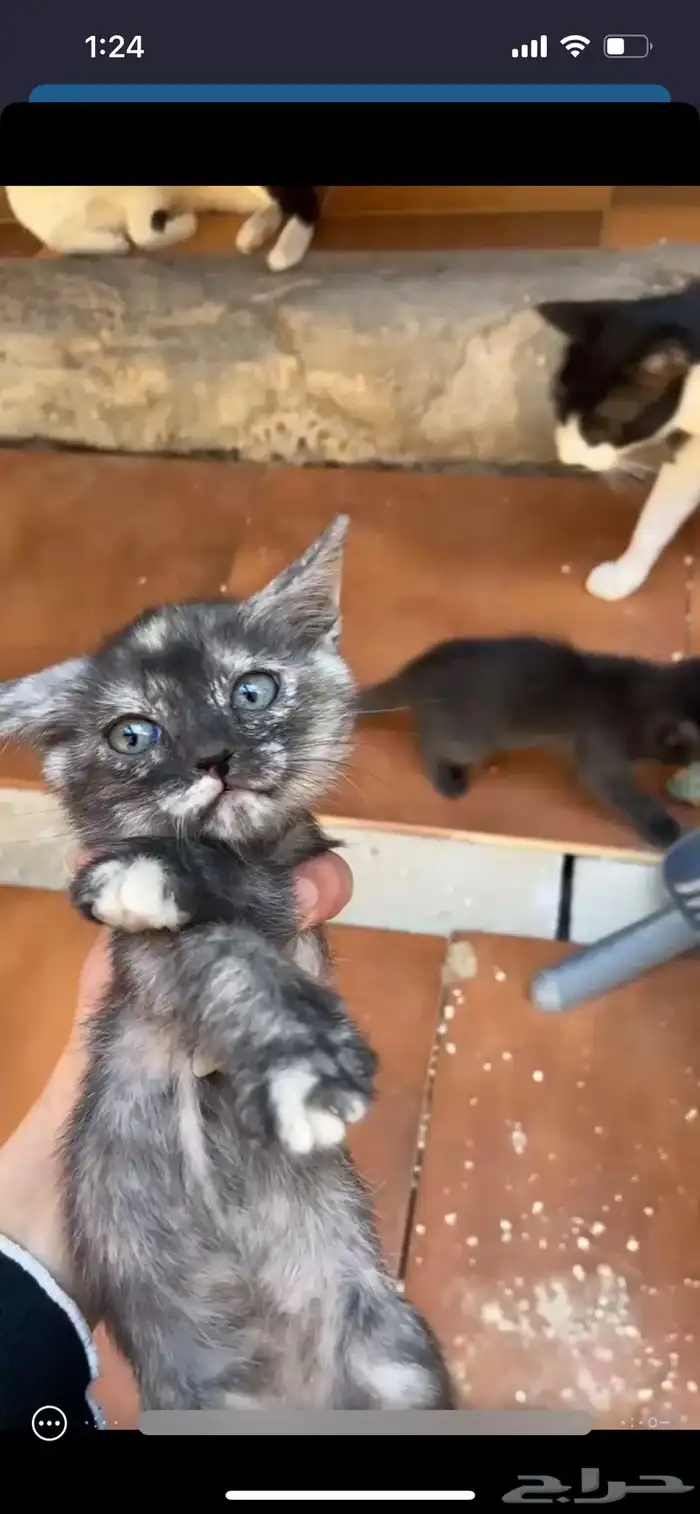 بسه للتبني 4