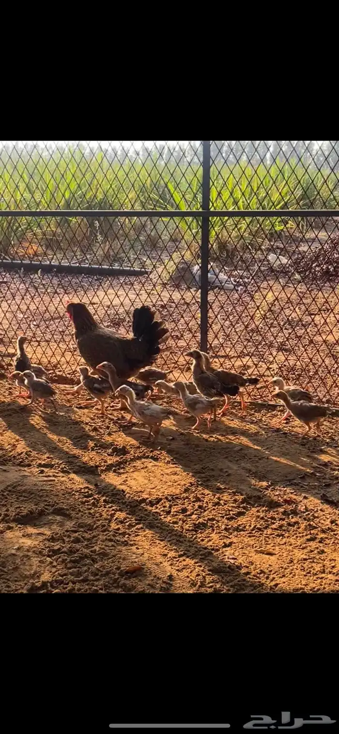 دجاجه بلدي منتجه 1