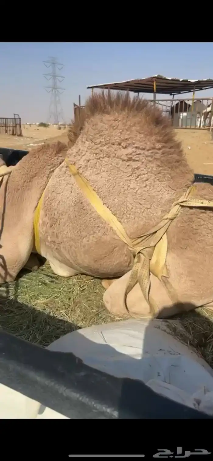 قعدان للبيع 0