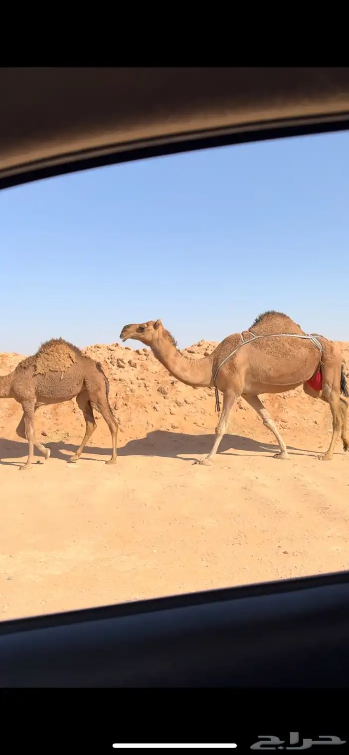 عشرا للبيع 3