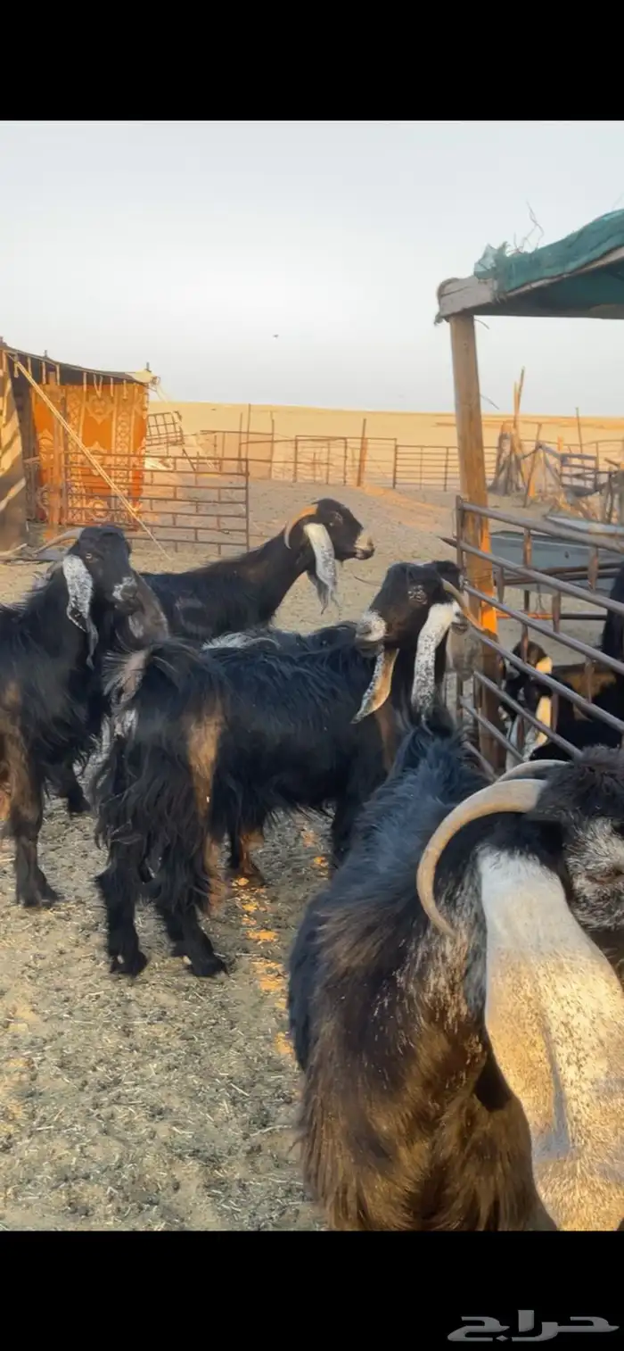 معزا عوارض مواليد رغايث بفحلها 4