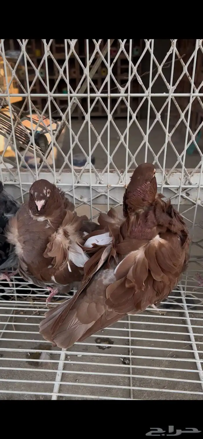 حمام كشكشي مميز للبيع في جدة 12