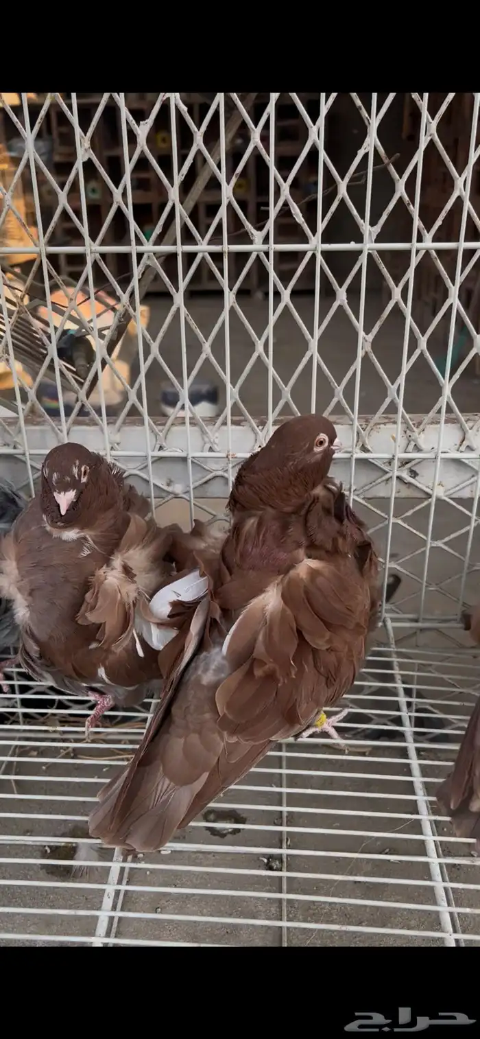 حمام كشكشي مميز للبيع في جدة 5