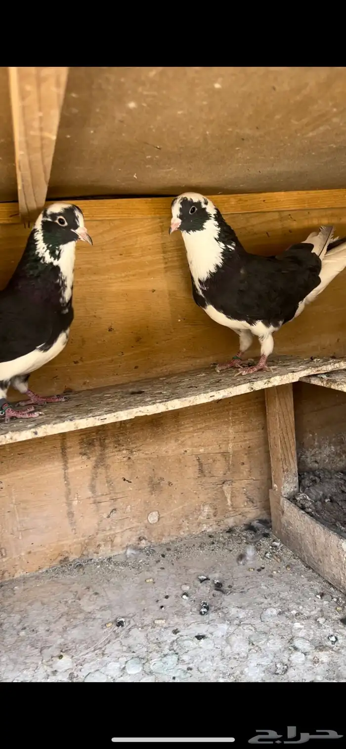 حمام قطيفي للبيع(تم البيع ) 0