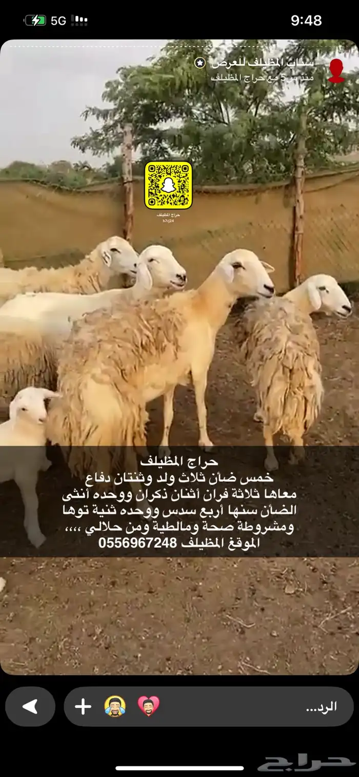 ضان حري صنف 0