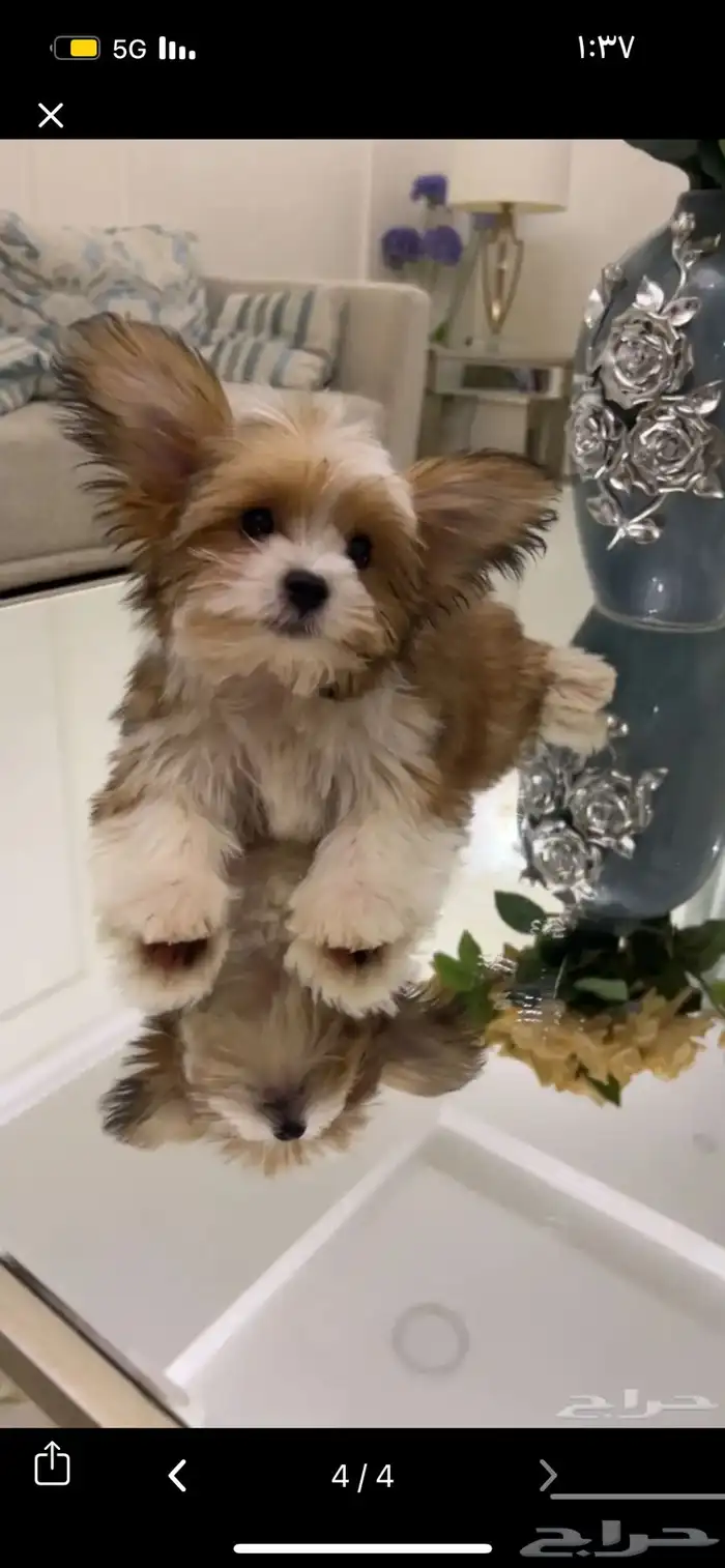 كلب للبيع 1