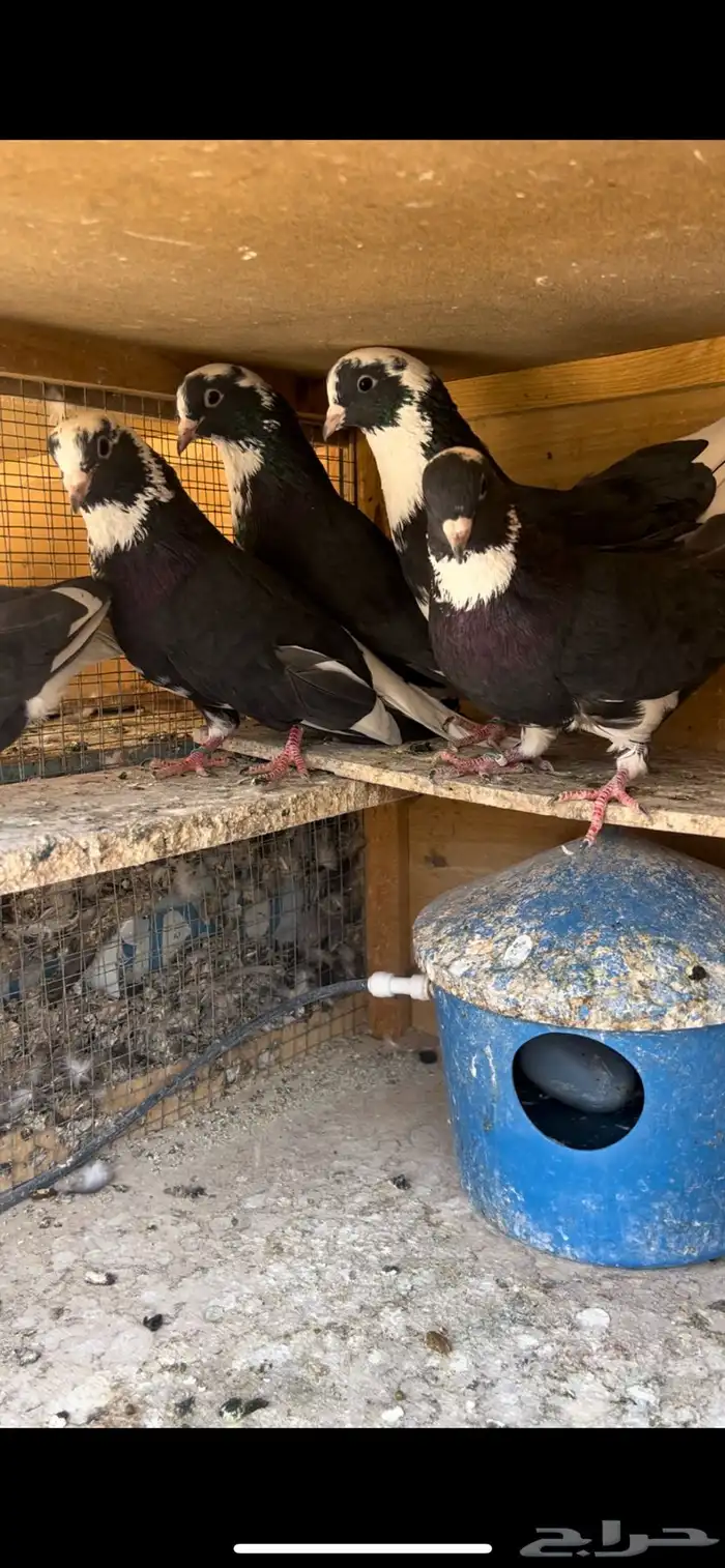 حمام قطيفي للبيع(تم البيع ) 5