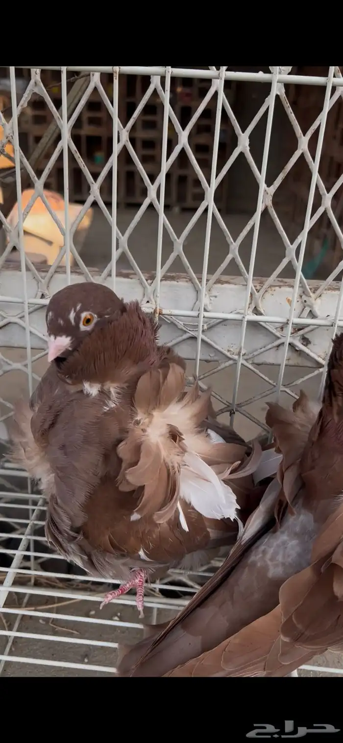 حمام كشكشي مميز للبيع في جدة 3