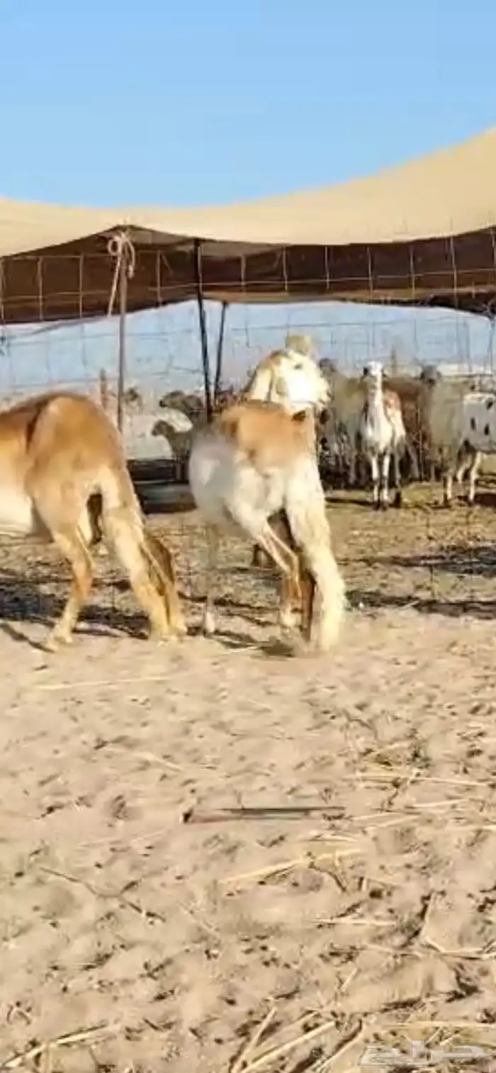 للبيع غنم سواكنيات دفيع( تم البيع 1