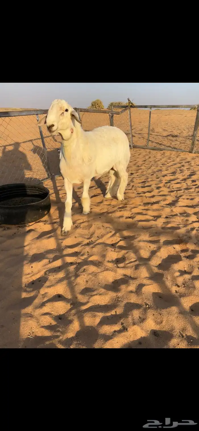 للبيعع فحل حري خصمم 0