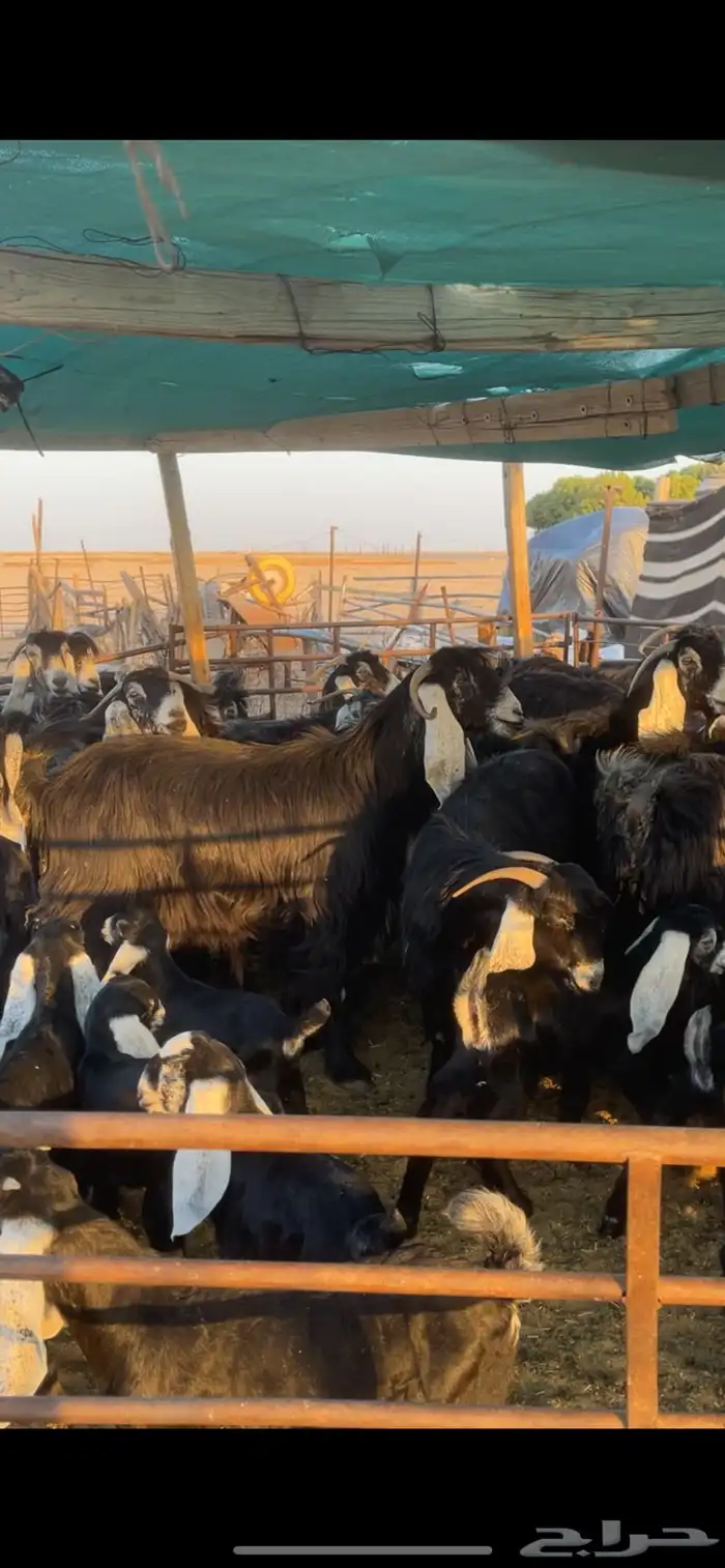 معزا عوارض مواليد رغايث بفحلها 11