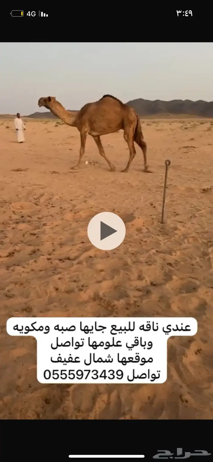 شعلا كفووو 0