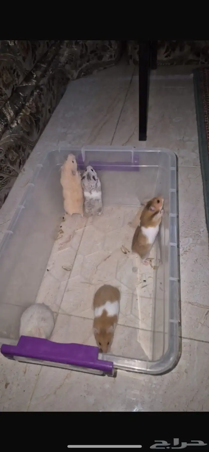 هامسترات سوريه للبيع 0