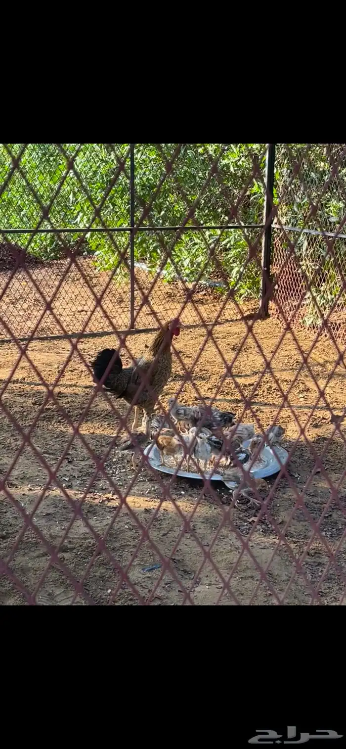 دجاجه بلدي منتجه 0