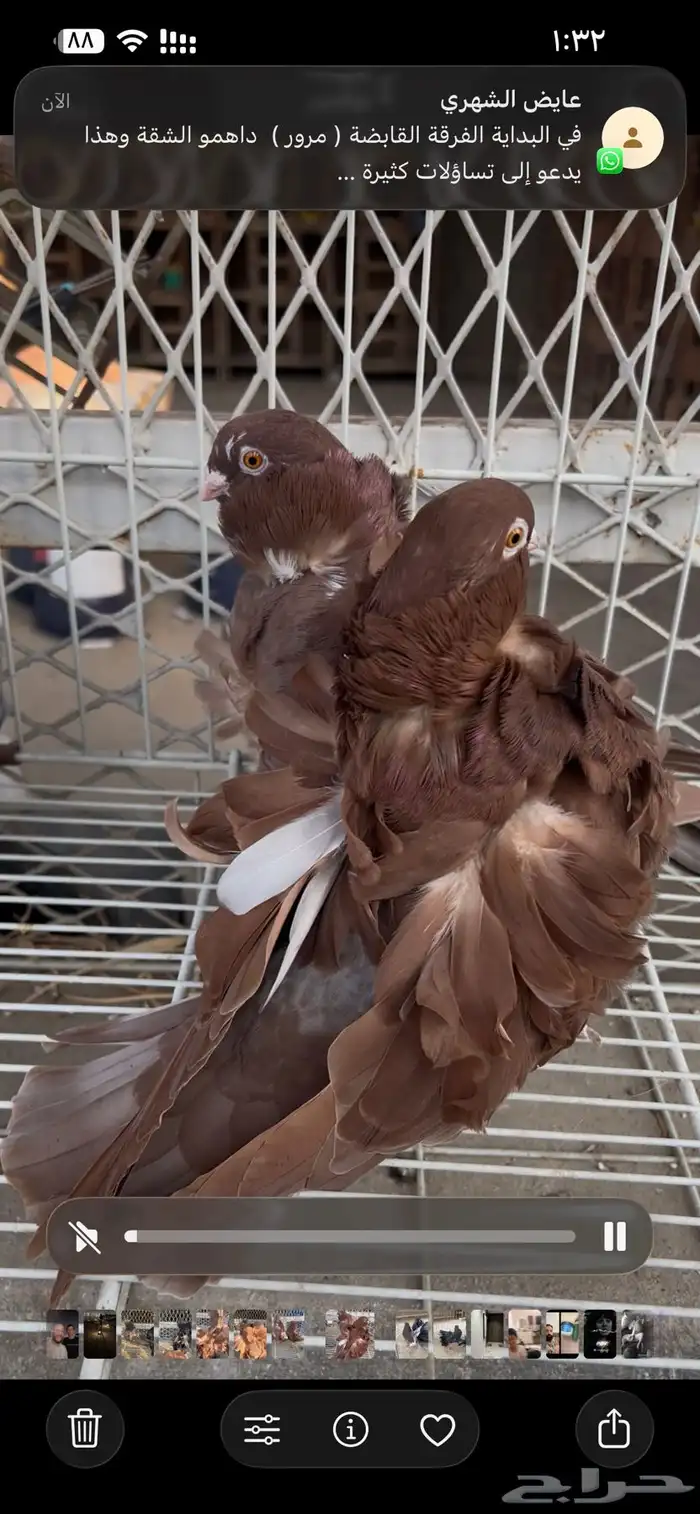 حمام كشكشي مميز للبيع في جدة 11