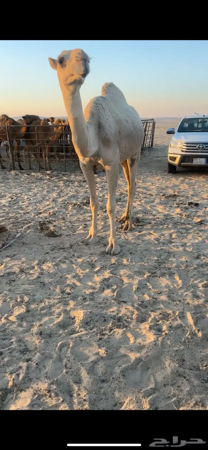 للبيع بكار 1