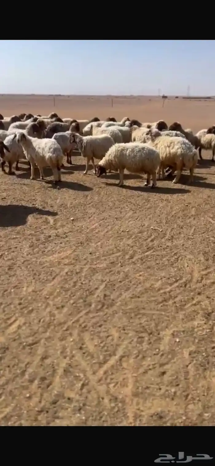 غنم نعيم مراح 2