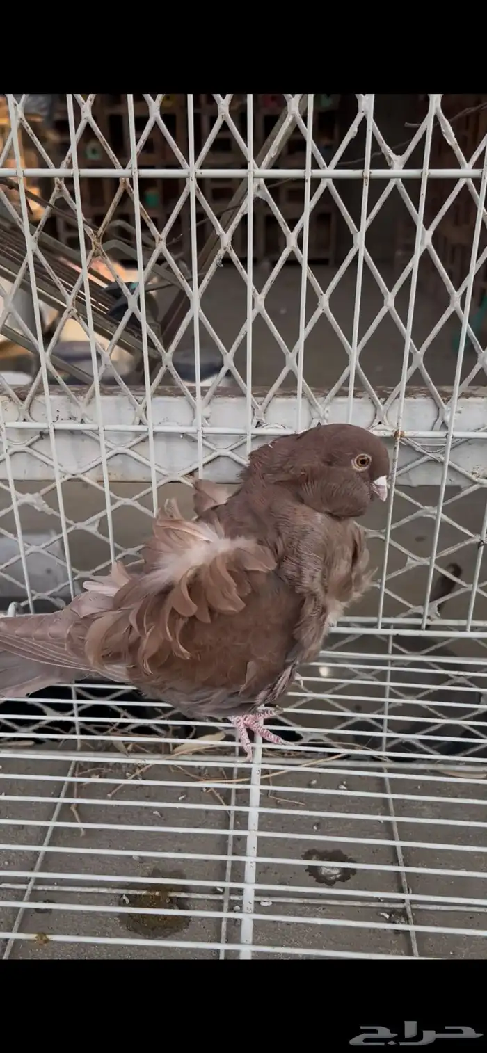 حمام كشكشي مميز للبيع في جدة 4