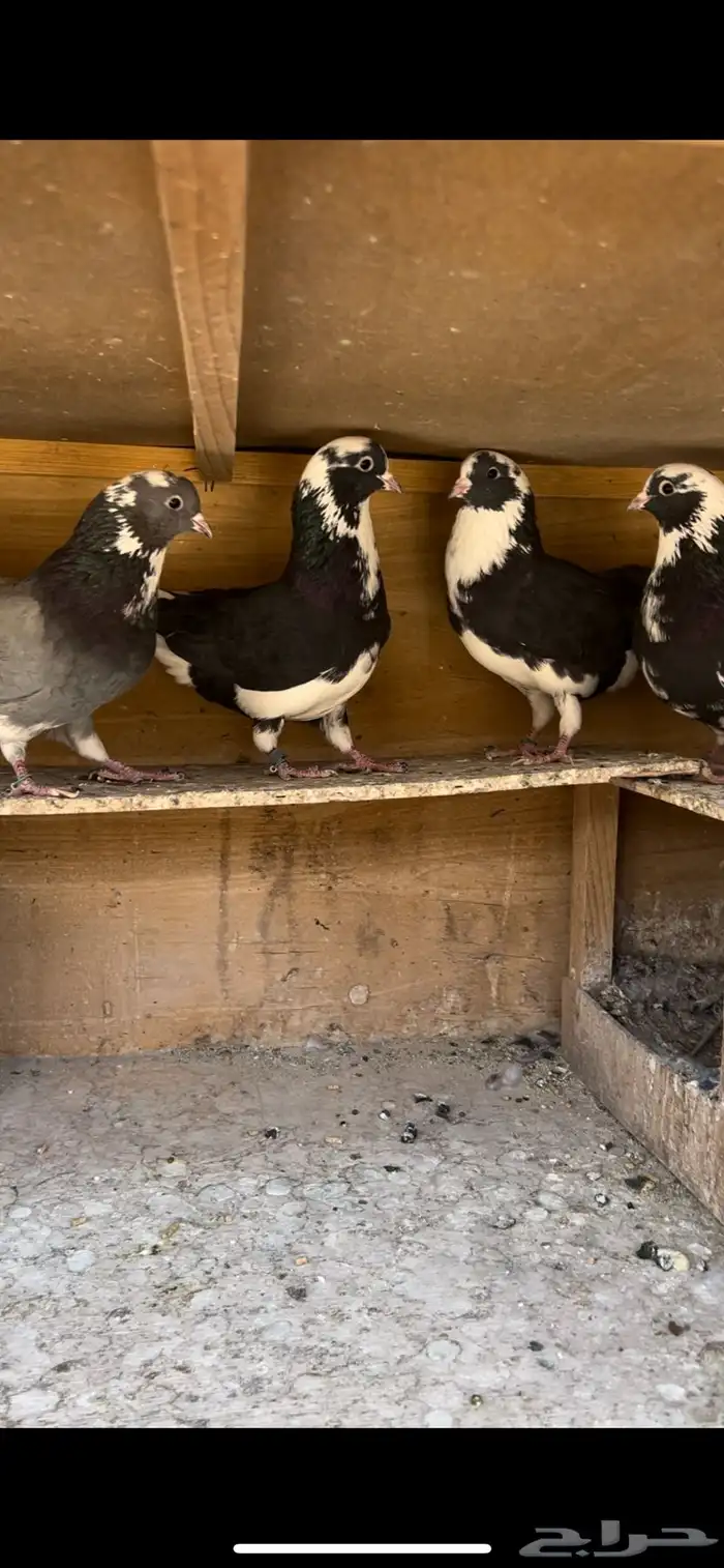 حمام قطيفي للبيع(تم البيع ) 7