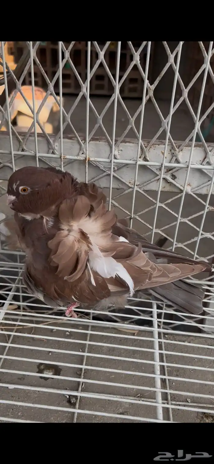 حمام كشكشي مميز للبيع في جدة 8