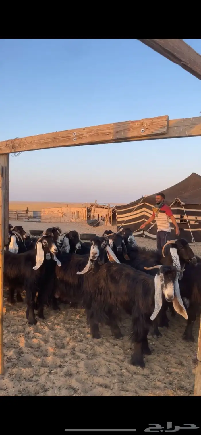 معزا عوارض مواليد رغايث بفحلها 12