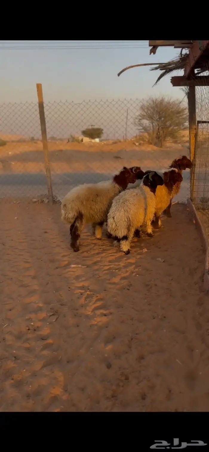 طليان نعيم 2