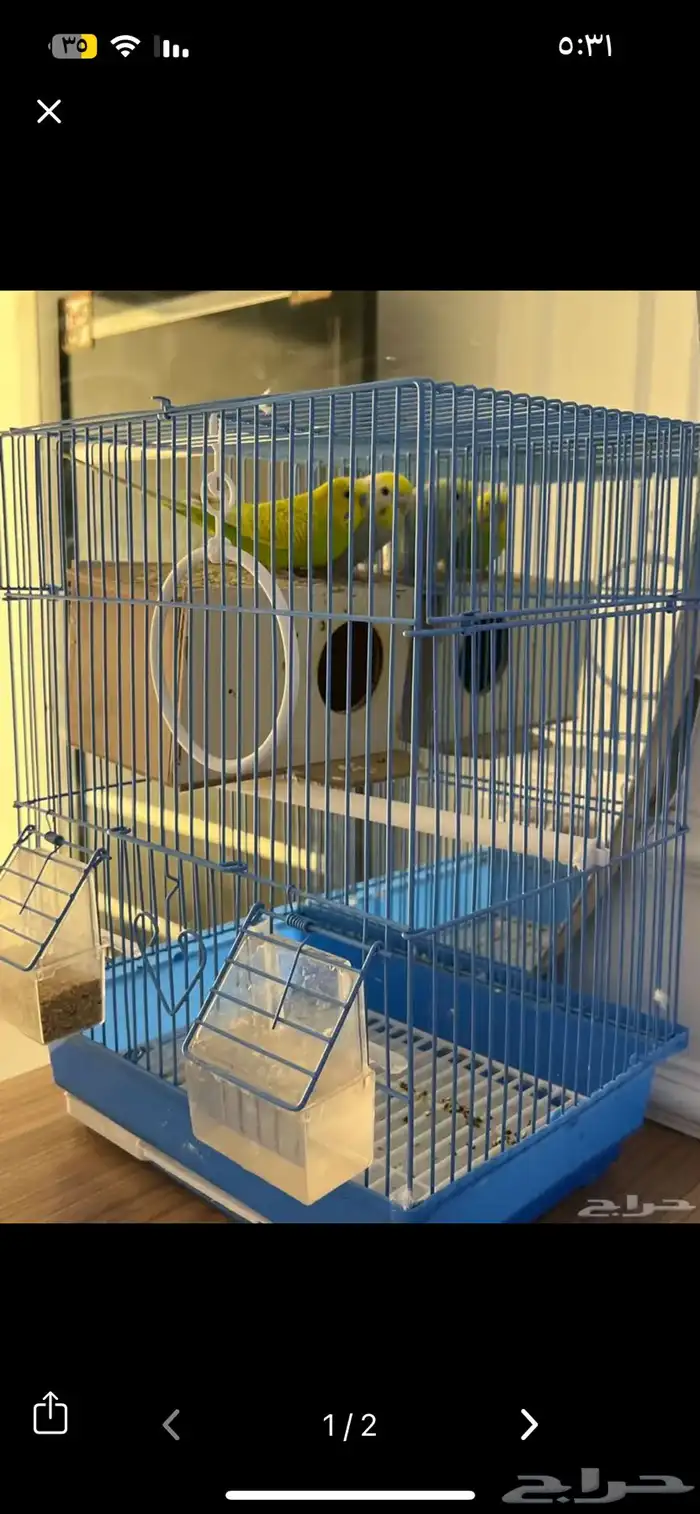 عصافير حب مافيهم اي ضرر او مرض وصحتهم ممتازه 0