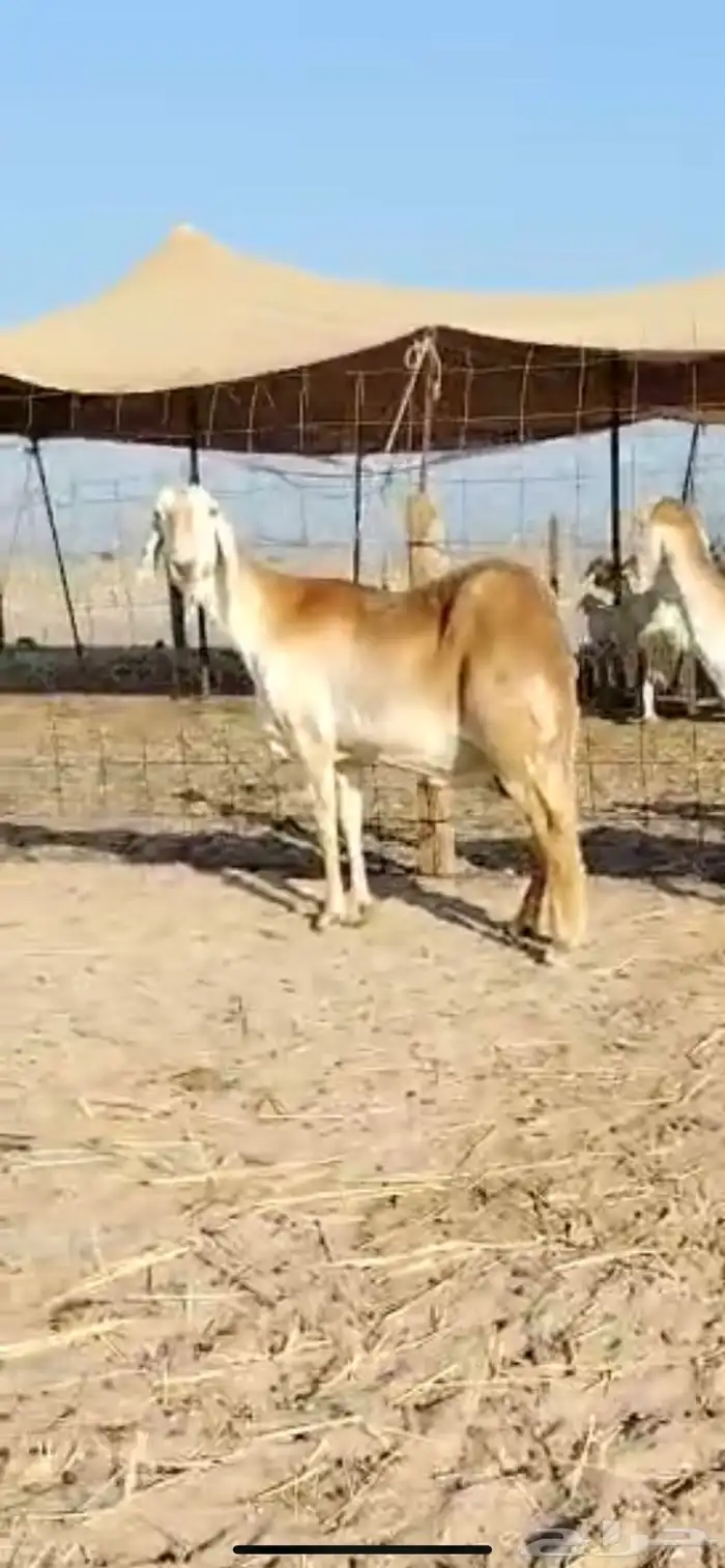 للبيع غنم سواكنيات دفيع( تم البيع 2
