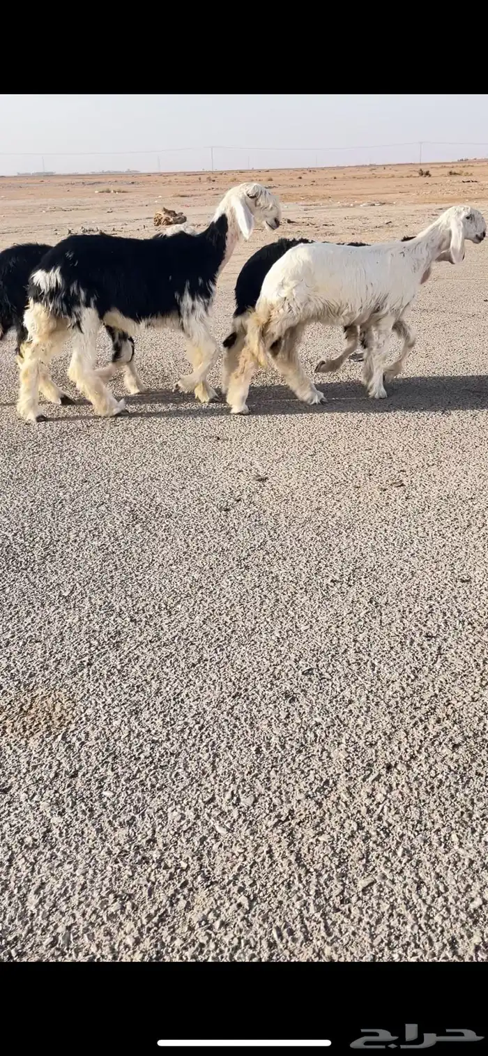 الرخال نجد صنف 0