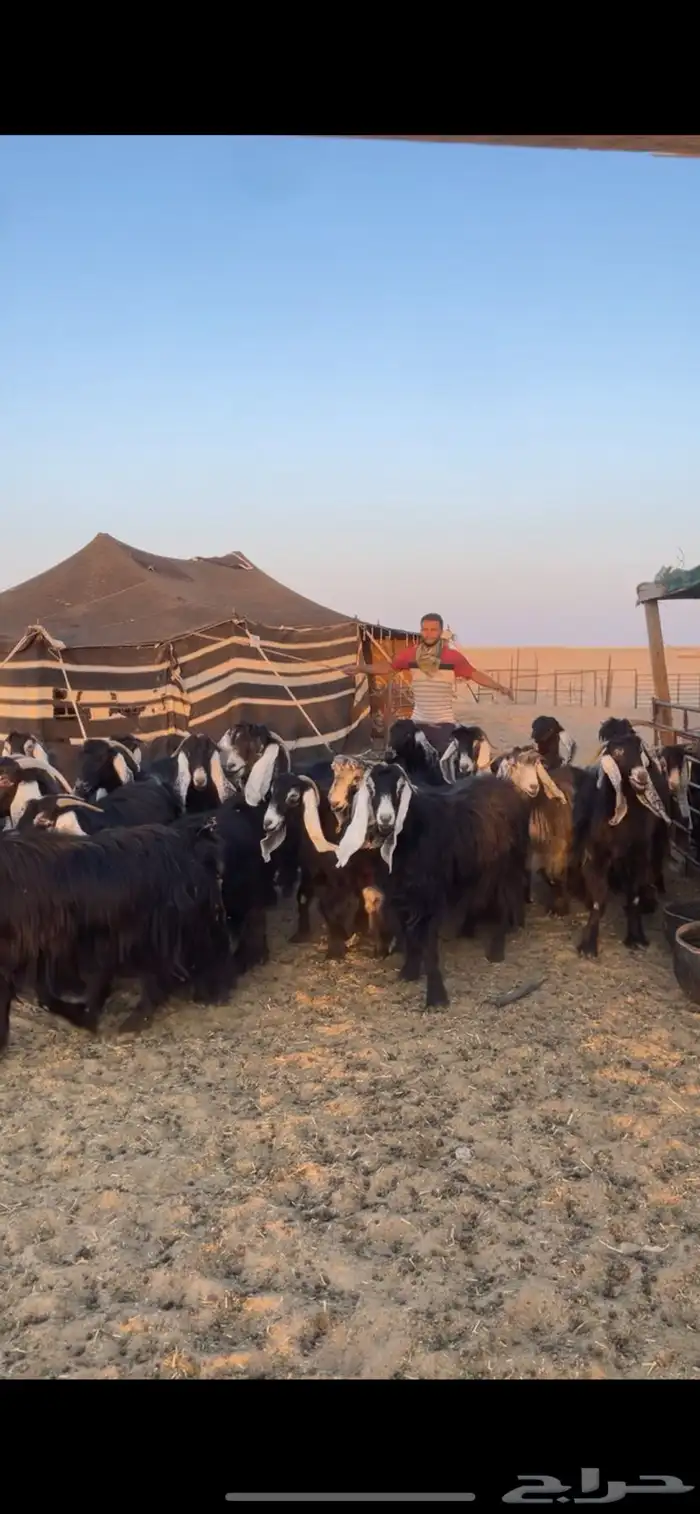 معزا عوارض مواليد رغايث بفحلها 13