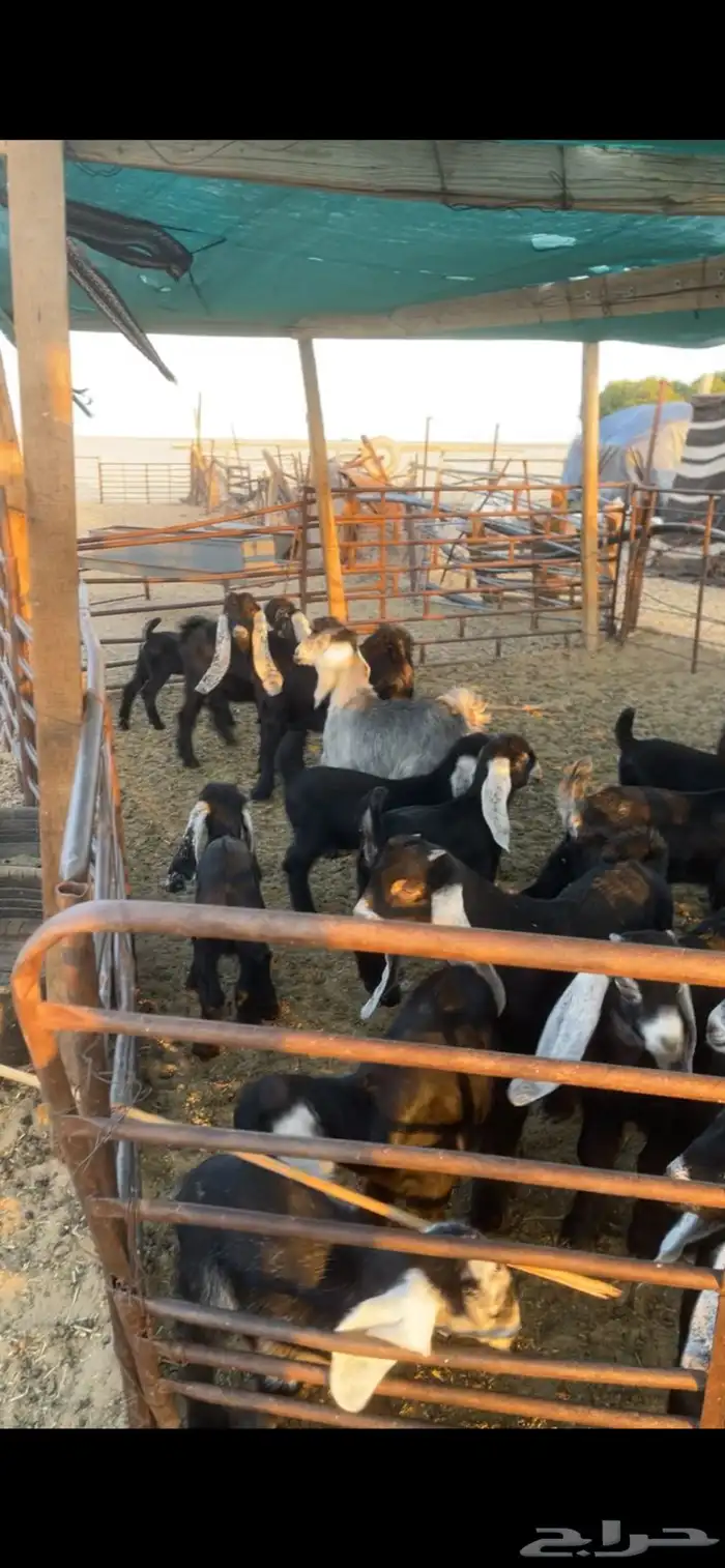 معزا عوارض مواليد رغايث بفحلها 25