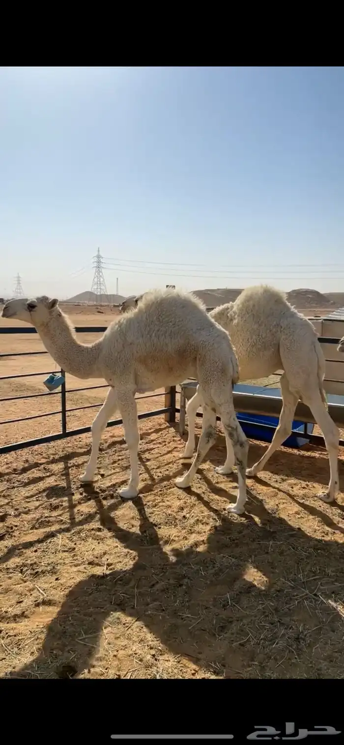 للبيع قعدان 2 فل شحم 0