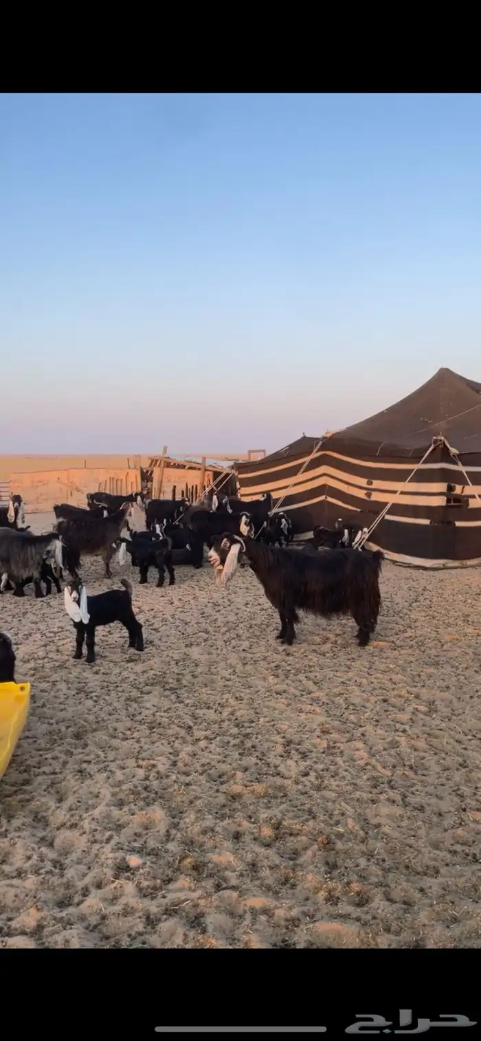 معزا عوارض مواليد رغايث بفحلها 20