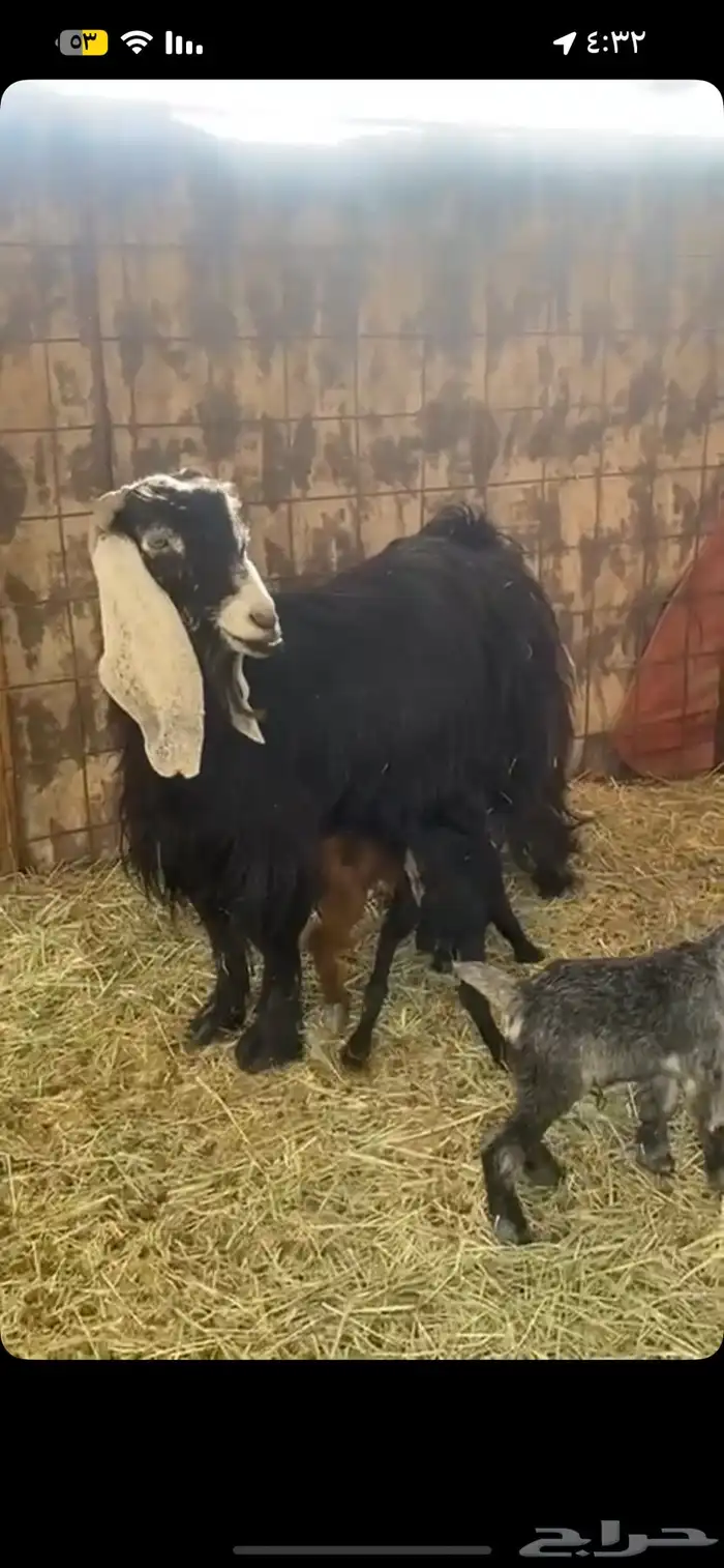 للبيع عنز يتبعها ثلاثه 0