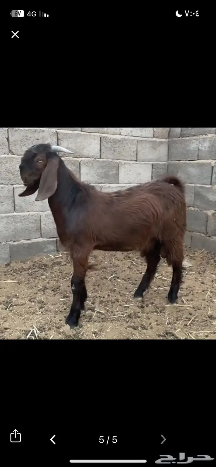 تيس قبرصي بيور ادبس فاخر منتج 6