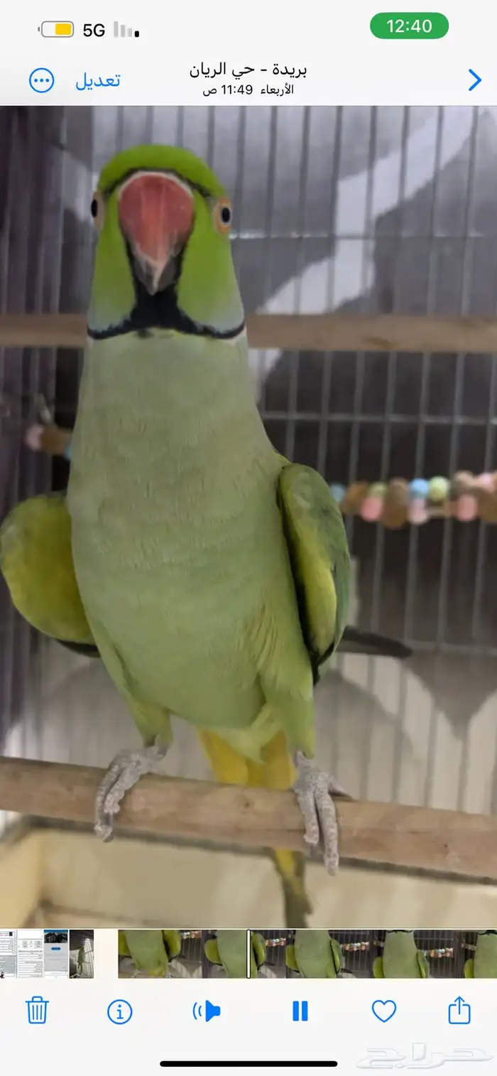 للبيع ببغاء الدرة اليف ومتكلم 0