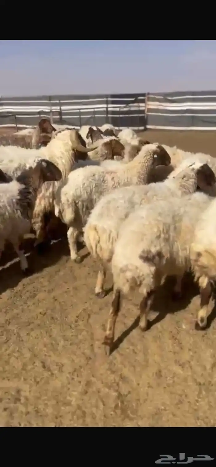 غنم نعيم مراح 3
