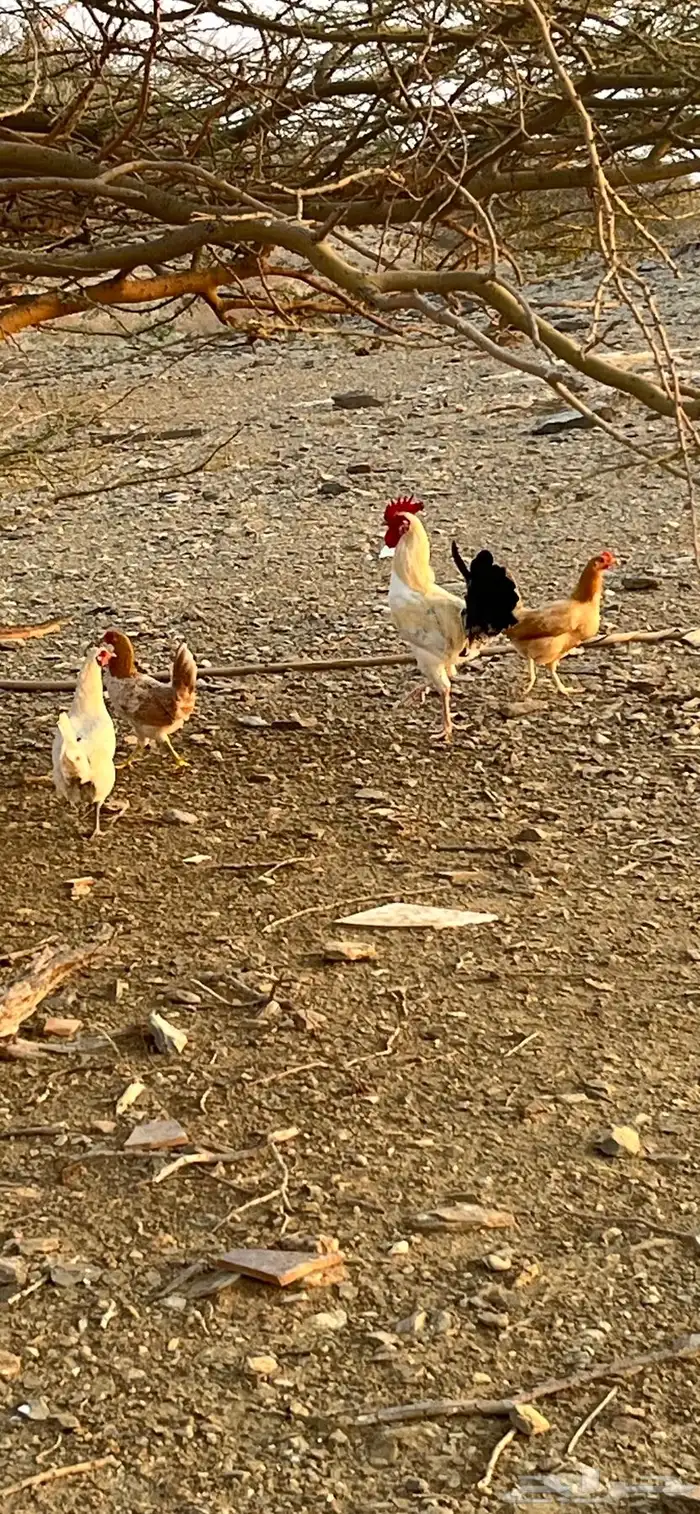 دجاج للبيع 2