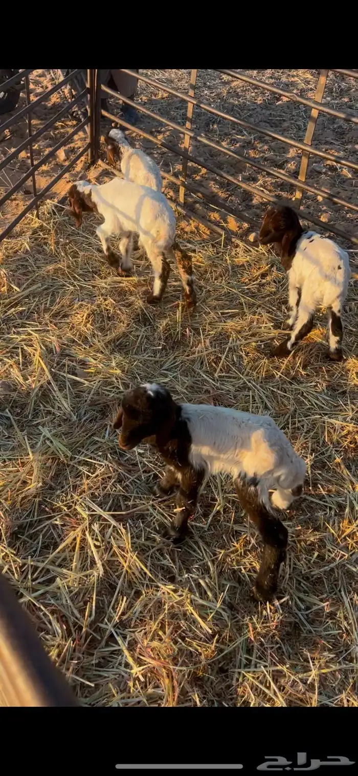 رضايع للبيع 0