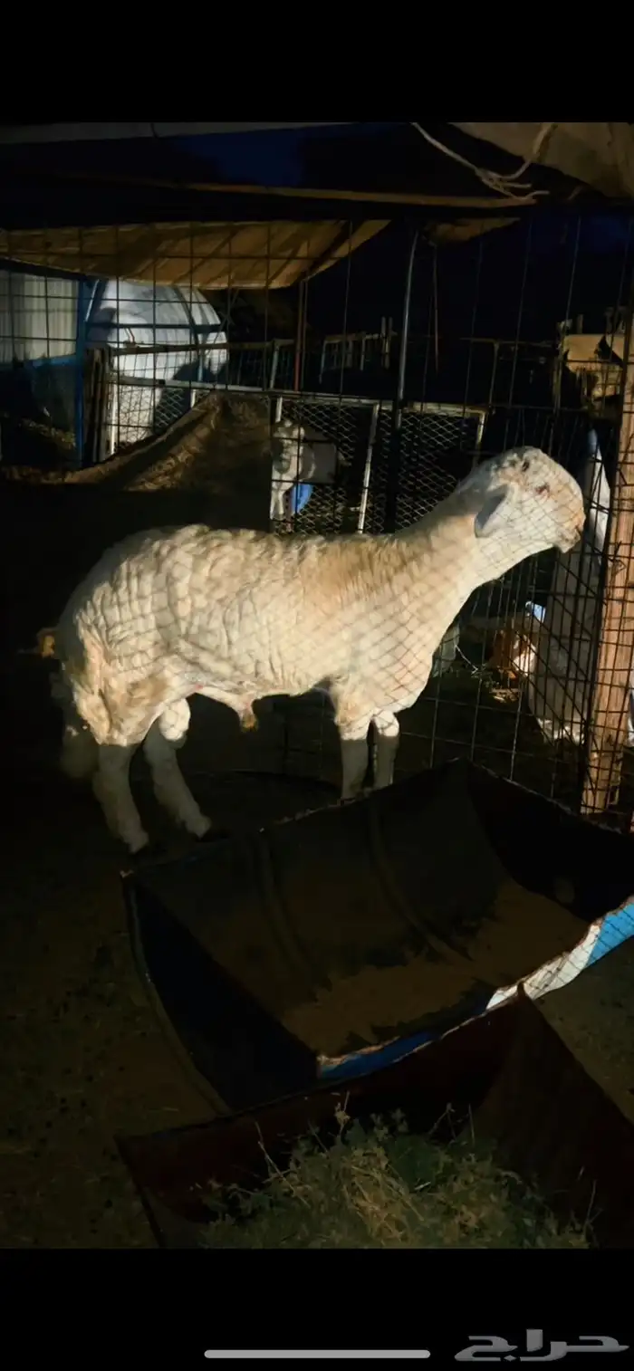 مشروع فحل صنف فاخر 4