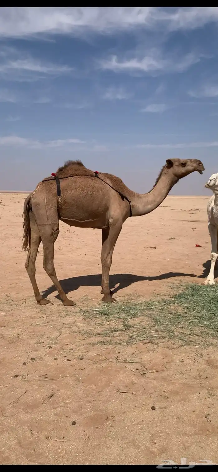 لبيع نياق ضرايب 1