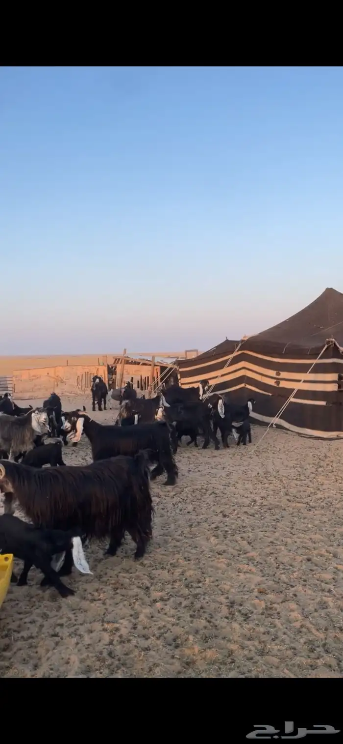 معزا عوارض مواليد رغايث بفحلها 16