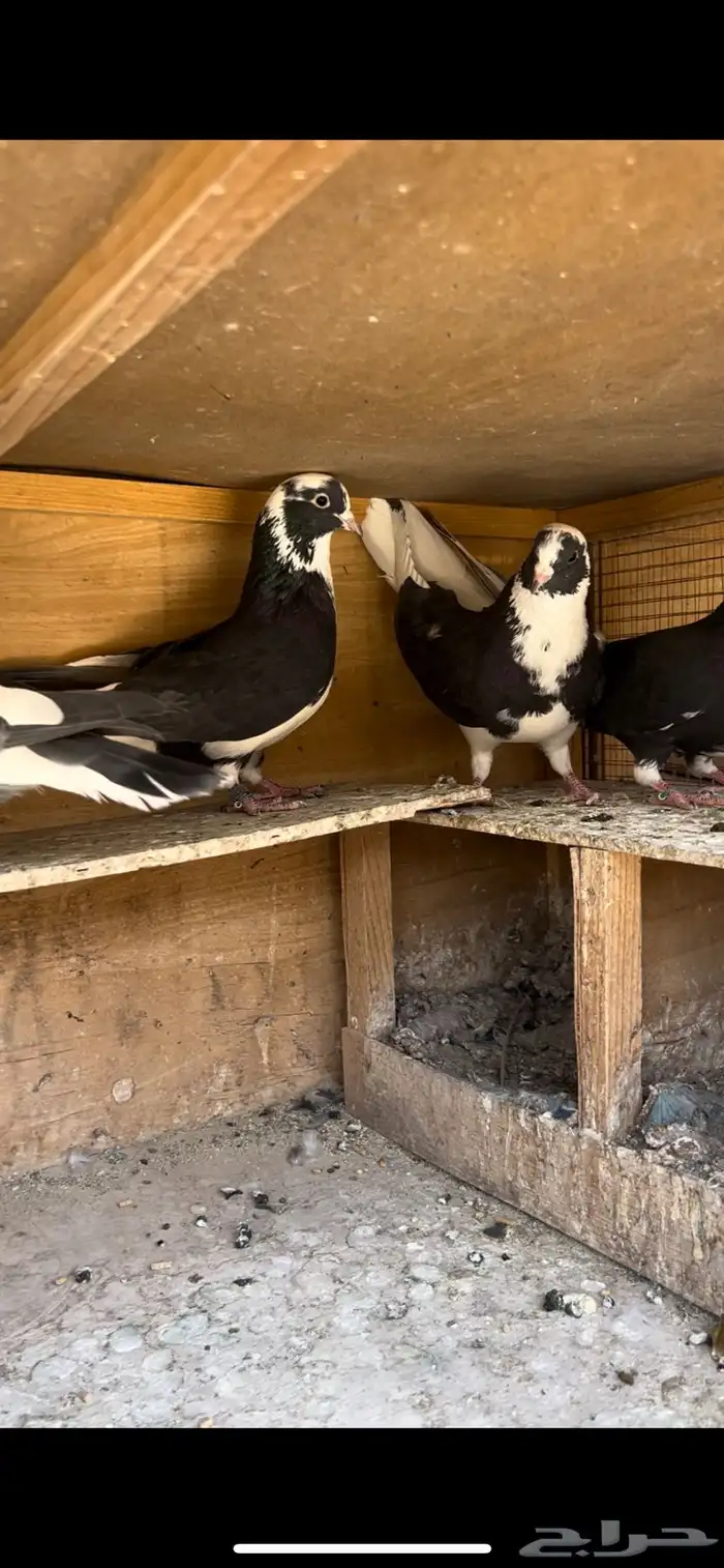 حمام قطيفي للبيع(تم البيع ) 9