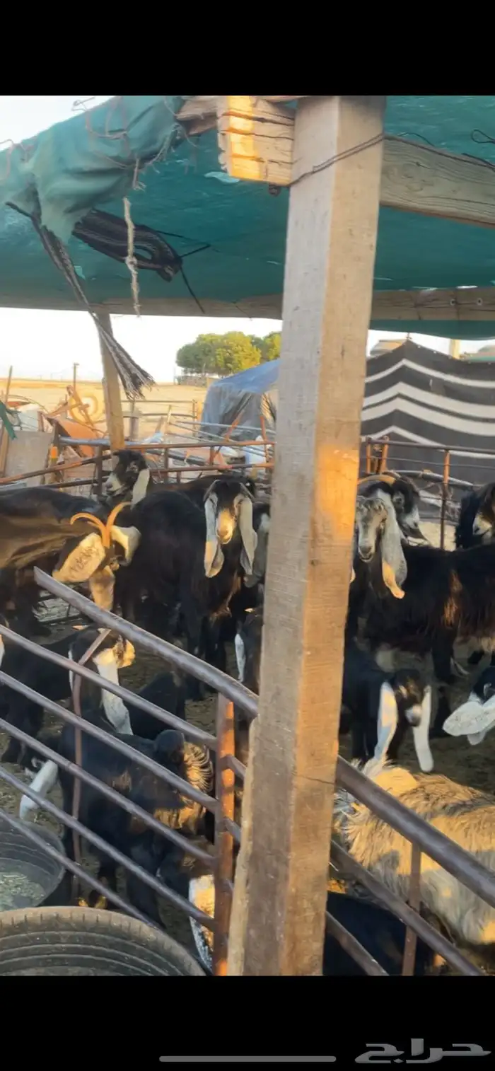 معزا عوارض مواليد رغايث بفحلها 5